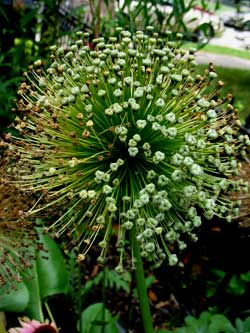 A Bloomed-Out Allium Makes Great Garden Sculpture